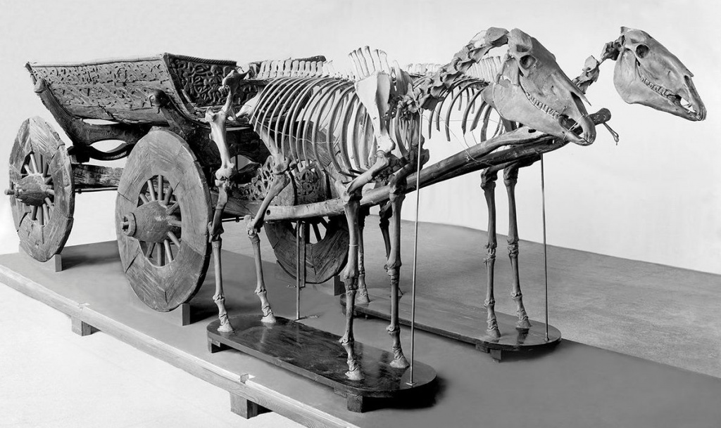 15 hester ble lagt i graven sammen med fire hunder og en okse. Til sammen representerte de stor verdi og bidro dermed til å underbygge de dødes høye status. (Foto: Kulturhistorisk Museum/UiO).