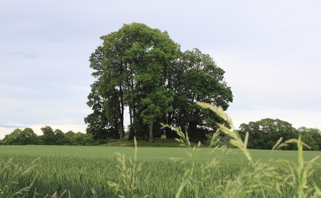 FARMANNSHAUGEN: According to the saga, Bjørn Farmann was buried in Farmandshaugen at Sem.
Photo: Espen Jørgensen