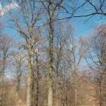 Fig. 4: Flott dansk eik og velegnet til kjøl. Høyde til første gren er 15 meter. (Foto: Thomas Finderup)